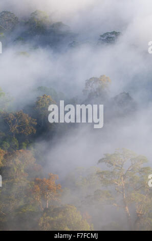 Regenwald und Nebel, Danum Valley, Sabah, Malaysia Stockfoto