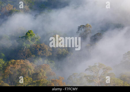 Regenwald und Nebel, Danum Valley, Sabah, Malaysia Stockfoto