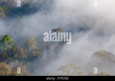 Regenwald und Nebel, Danum Valley, Sabah, Malaysia Stockfoto