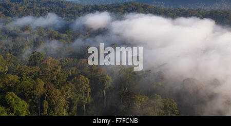 Regenwald und Nebel, Danum Valley, Sabah, Malaysia Stockfoto