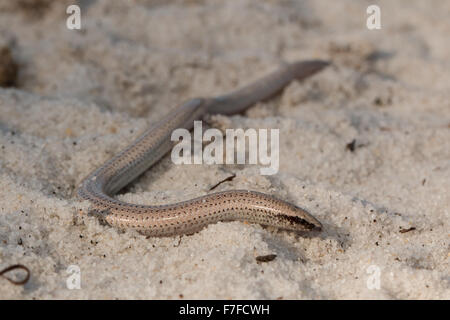 Florida Sand Skink - Neoseps reynoldsi Stockfoto