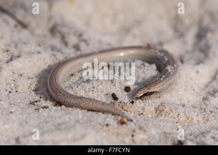 Florida Sand Skink - Neoseps reynoldsi Stockfoto