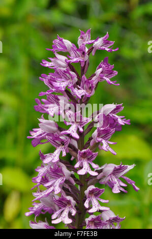 Military Orchid, Orchis militaris, selten, Buckinghamshire, Großbritannien Stockfoto