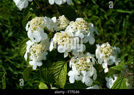 Japanischer Schneeball, Viburnum Plicatum f Plicatum 'Mariesii', Blumen im Garten Zierstrauch kann Stockfoto