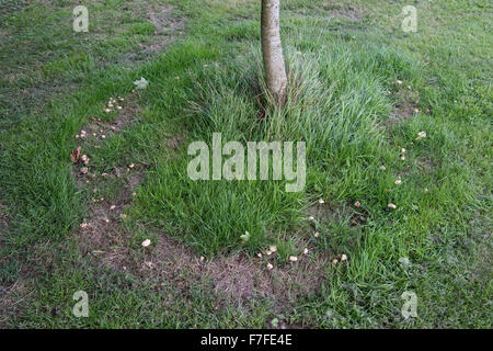 Fairy Ring gebildet von Pilze rund um den Stamm von einem kleinen Garten Ahorn, Berkshire, August Stockfoto