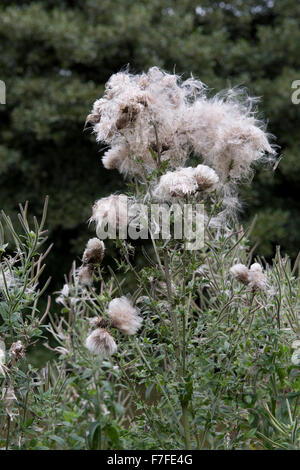 Schleichende Distel, Cirsium Arvense, flauschigen Kopf Nahrung für Vögel und Beihilfen zur Zerstreuung, September Samen säen Stockfoto