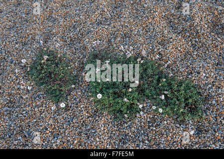 Meer Campion, Silene Uniflora, Blüte in die Schindel Chesil Beach, Dorset, Oktober Stockfoto