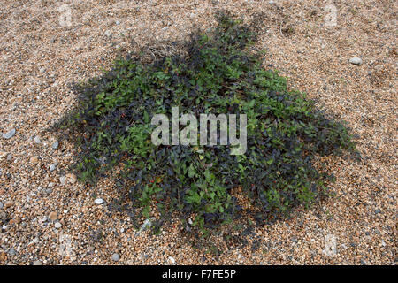 Holzige Nachtschatten oder halbbittere, Solanum Dulcamara, Fruchtbildung der Pflanze in die Schindel Chesil Beach, Dorset Stockfoto