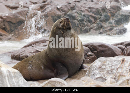 Eine große männliche südafrikanischer Seebär sonnt sich in der Sonne an einem steinigen Strand in Namibia Stockfoto