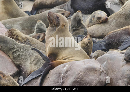 Ein südafrikanischer Seebär sonnt sich auf den Felsen in einer Robbenkolonie an der Küste Namibias Stockfoto