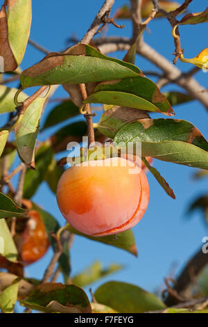 Dattelpflaume, Kaki Kaki, asiatische Persimmon, Kakipflaume, Kaki-Pflaume, Kakibaum, JSharon-Frucht, Diospyros kaki Stockfoto