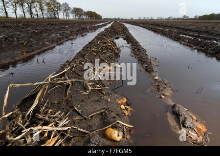 Eine verlorene Kartoffelernte auf dem schlammigen Pfützen Stockfoto