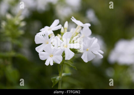 Phlox Paniculata "Mount Fuji". Stockfoto