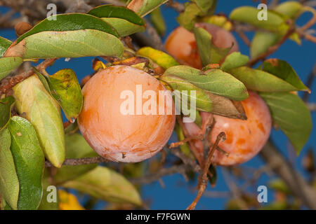 Dattelpflaume, Kaki Kaki, asiatische Persimmon, Kakipflaume, Kaki-Pflaume, Kakibaum, JSharon-Frucht, Diospyros kaki Stockfoto