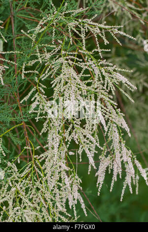 Rosa Tamariske Tamarix, Tamariske Baum, Saltcedar, Salz Zeder, Kaspische Tamariske, Sommertamariske, Tamarix ramosissima Stockfoto