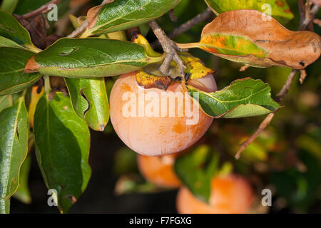 Dattelpflaume, Kaki Kaki, asiatische Persimmon, Kakipflaume, Kaki-Pflaume, Kakibaum, JSharon-Frucht, Diospyros kaki Stockfoto