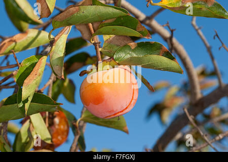 Dattelpflaume, Kaki Kaki, asiatische Persimmon, Kakipflaume, Kaki-Pflaume, Kakibaum, JSharon-Frucht, Diospyros kaki Stockfoto