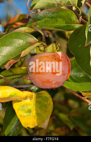 Dattelpflaume, Kaki Kaki, asiatische Persimmon, Kakipflaume, Kaki-Pflaume, Kakibaum, JSharon-Frucht, Diospyros kaki Stockfoto