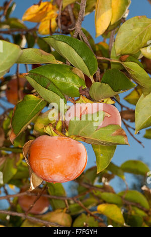 Dattelpflaume, Kaki Kaki, asiatische Persimmon, Kakipflaume, Kaki-Pflaume, Kakibaum, JSharon-Frucht, Diospyros kaki Stockfoto