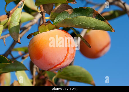 Japanische Persimone, Kaki Persimone, Asiatische Persimone, Kakipflaume, Kaki-Pflaume, Kakibaum, Sharon-Frucht, Diospyros kaki Stockfoto