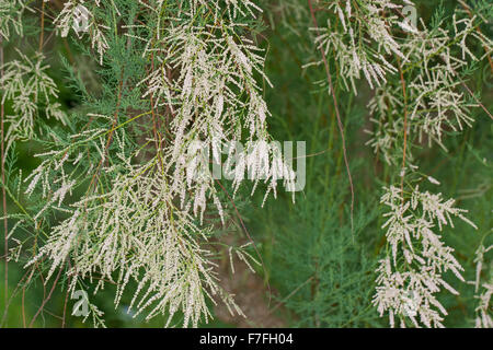 Rosa Tamariske Tamarix, Tamariske Baum, Saltcedar, Salz Zeder, Kaspische Tamariske, Sommertamariske, Tamarix ramosissima Stockfoto