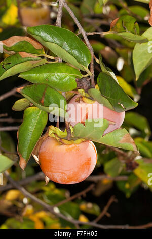 Dattelpflaume, Kaki Kaki, asiatische Persimmon, Kakipflaume, Kaki-Pflaume, Kakibaum, JSharon-Frucht, Diospyros kaki Stockfoto