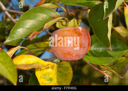 Dattelpflaume, Kaki Kaki, asiatische Persimmon, Kakipflaume, Kaki-Pflaume, Kakibaum, JSharon-Frucht, Diospyros kaki Stockfoto