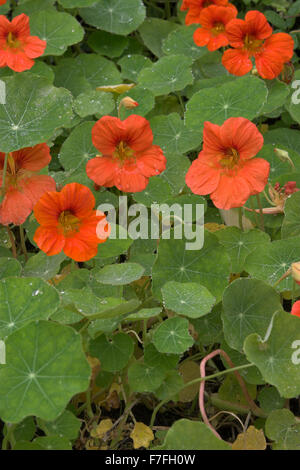 Kapuzinerkresse, Capucine, Große Kapuzinerkresse, echten Kapuziner-Kresse, Kappuzinerkresse, Tropaeolum majus Stockfoto