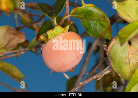 Dattelpflaume, Kaki Kaki, asiatische Persimmon, Kakipflaume, Kaki-Pflaume, Kakibaum, JSharon-Frucht, Diospyros kaki Stockfoto