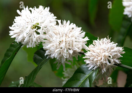 Kaffeebaum mit Milchkaffee Blume auf Café-Plantage Stockfoto