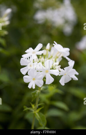 Phlox Paniculata "Mount Fuji". Stockfoto