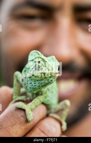 Nahaufnahme von ein Mann hält ein Chamäleon in Marokko. Stockfoto
