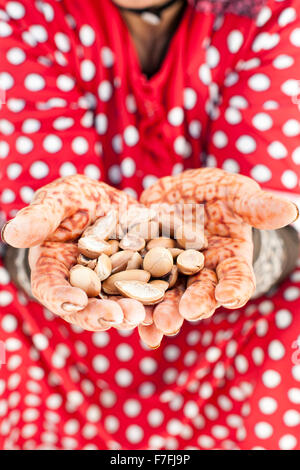 Frauenhand holding Argan Nüssen in Marokko. Stockfoto