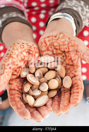 Frauenhand holding Argan Nüssen in Marokko. Stockfoto