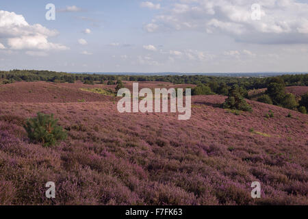 Endlose Hügel, voll mit lila blühenden Heidekraut, Sommer im Nationalpark Veluwe, Niederlande. Stockfoto