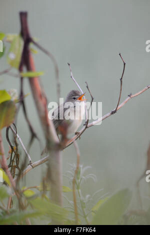 Marsh Warbler / Sumpfrohrsänger (Acrocephalus Palustris) singt sein Lied inmitten der natürlichen Vegetation. Stockfoto