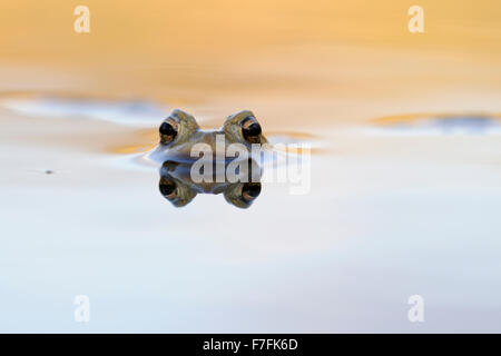 Gemeinsamen Kröte / Erdkröte (Bufo Bufo) schwimmt in schön gefärbtem Wasser, schöne Kröte Augen spiegelt / reflektierende auf Wasseroberfläche. Stockfoto