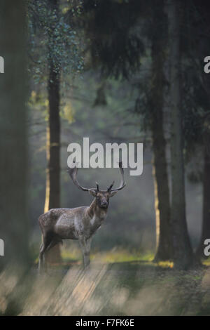 Schüchtern Damwild / Damhirsch (Dama Dama) steht zwischen den Bäumen in einem Wald sieht vorsichtig in Richtung der Kamera. Stockfoto