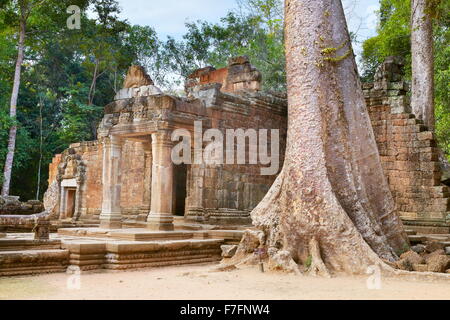 Ruinen der Tempel Ta Prohm, Angkor, Kambodscha, Asien Stockfoto