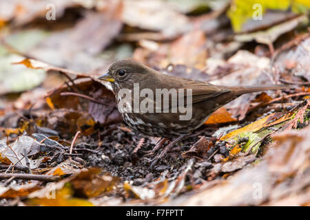 Fox Sparrow verloren Lagune Vancouver Stockfoto
