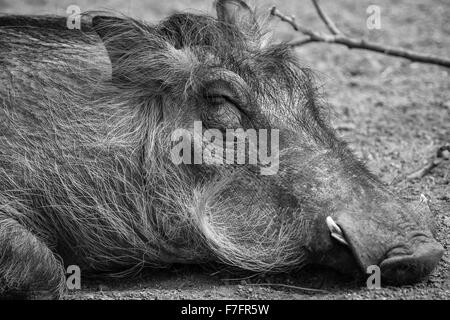 Schwarz / weiss Portrait von einem ruhenden Warzenschwein im Zoo von Indianapolis. Stockfoto