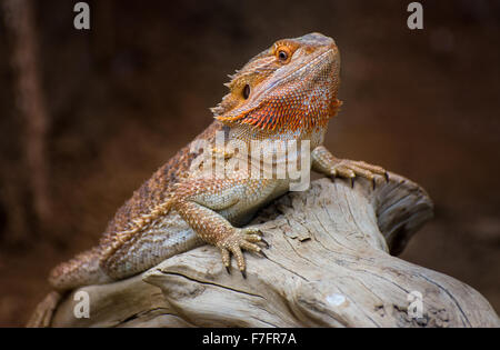 Eine bunte orange Bartagame Eidechse im Zoo von Indianapolis. Stockfoto