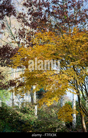 Acer Pseudoplatanus. Platane im RHS Wisley Gardens im Herbst. UK Stockfoto