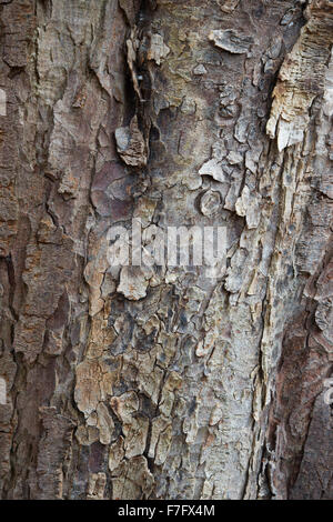 Aesculus Hippocastanum. Rosskastanie Baumrinde Stockfoto