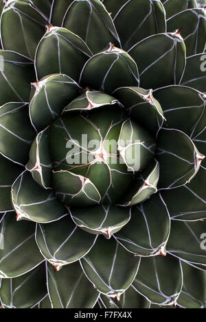 Agave Victoriae-Reginae. Königin Victoria Jahrhundertpflanze. Königliche Agave Stockfoto