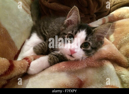 Porträt von Katze mit rosa Nase Stockfoto