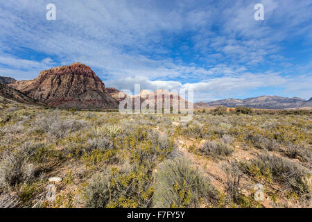 Am frühen Morgen am Red Rock Canyon National Conservation Area in der Nähe von Las Vegas, Nevada. Stockfoto