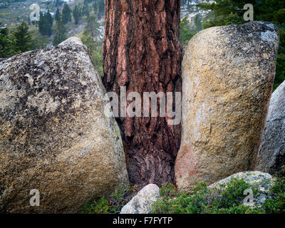 Ponderosa-Kiefer wächst zwischen zwei Granitfelsen. Lake Tahoe, Kalifornien Stockfoto