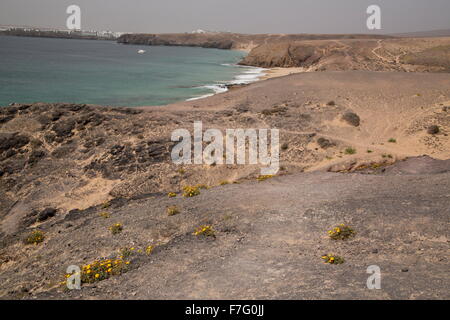 Kanarische Berufkraut in Wüstenlandschaft auf den Süden von Lanzarote, in der Nähe von Punta del Papagayo. Stockfoto