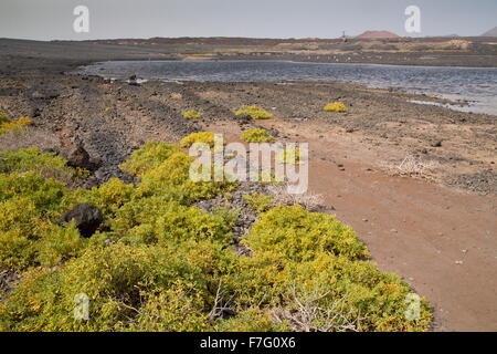 Eine saftige Tetraena Fontanesii rund um salzig Pools, Lanzarote. Stockfoto